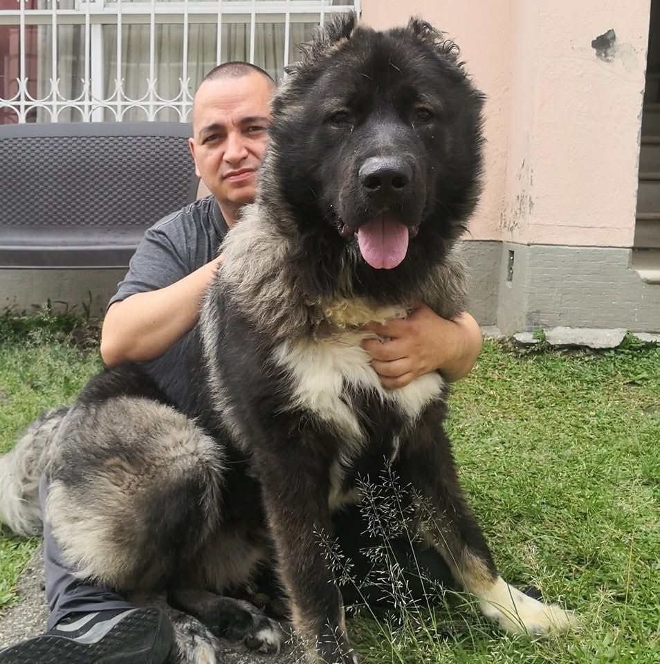 Asesoría Razas de Perros y Entrenamiento Protección