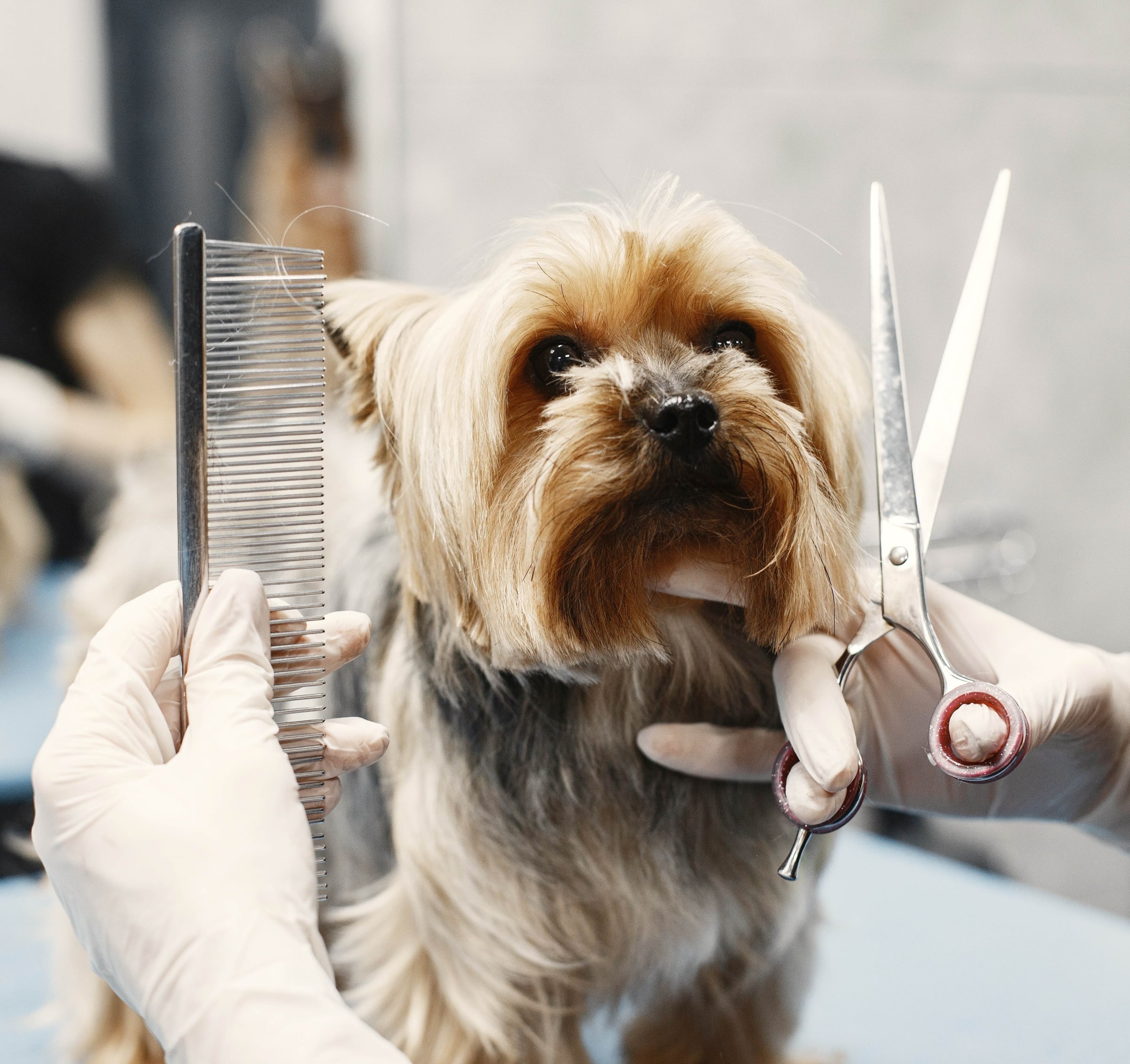 AUXILIAR GROOMER