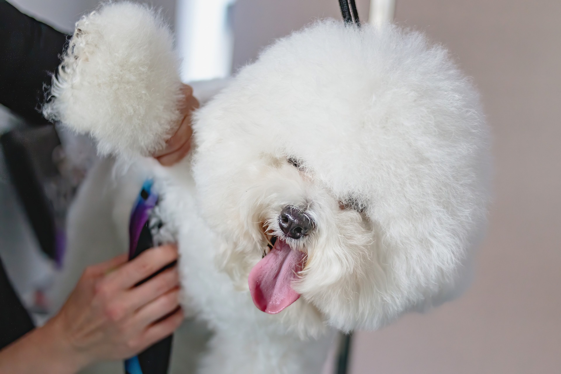PELUQUERA O GROOMER CANINO